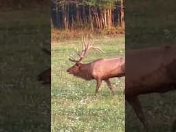 New Elk Video check it out