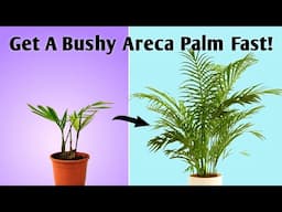 Get A Healthy Areca Palm Plant FAST! - Fertilizer for Areca Palm