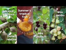 Tropical Fruit Adventure Ep 2: Cambuca, Matisia, Thai Wax Jambu & More