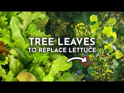 Grow Edible Tree Leaves Instead of Lettuce & Spinach!