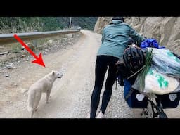 Stray dog followed a cycling couple for over 200 km,sensing the woman was pregnant,refused to leave