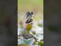 Kingbird catching moth in midair #birdphotography #nikonz9 #wildlifefilmmaker