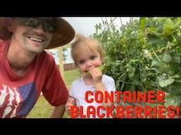 Planting triple crown blackberries in Earth Boxes