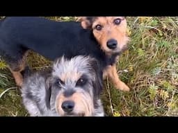 Terriers HUNTING Mink in Iceland * Working Dogs * Protecting the native Wildlife