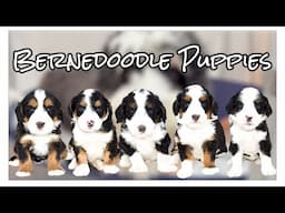 Our Mini-Medium BERNEDOODLE litter is 4 weeks old | DixieXBrantley