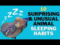 10 Surprising and Unusual Animal Sleeping Habits!