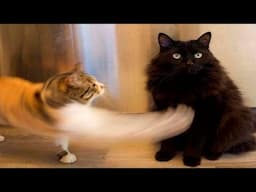 New Funniest Cats And Dogs Videos 😁 Best Of The 2024 Funny Animal Videos 😁 - Cutest Animals Ever