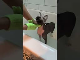 Giving my sphynx cat a bath! #sphynxcat