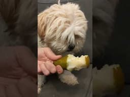 Cute Dog Eats a Pear! #cutedog #cutepet #cutepets #viral #shorts