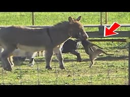 BURROS FURIOSOS | Burro contra león, zorro y lobo, Increíbles batallas de animales