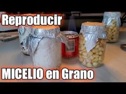 Como REPRODUCIR el MICELIO en grano || PROPAGAR semilla del hongo || Bananafabric