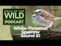 Episode 29: White-Throated Sparrow – Voice of the Wild