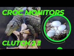 Croc Monitors Clutch 2!!!