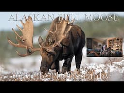 Alaskan Bull Moose | WILDLIFE PHOTOGRAPHY - Winter Photo Tips