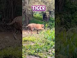 Dangerous Tiger Spotted in Parambikulam Forest 🤯😱 #shorts #tiger #wildlife #tamilvideo #travel