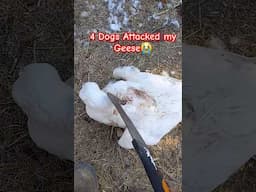 Geese attacked by 4 dogs #trending #huntingdogs #farm #viralvideos #farminglife #diy