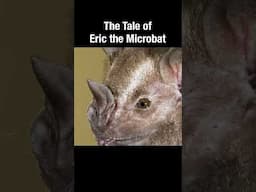 The Tale of Eric the Fruit Bat #short