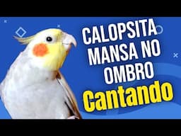 Calopsita Assobiando