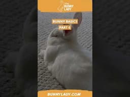 Bunny Basics 6: Rabbit-proofing #rabbits #rabbitcaretips #petbunny