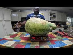 Unbelievable! We GREW another MONSTER MELONS in our backyard!