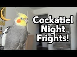 Cockatiel Night Frights | What To Do / How To Prevent Them | TheParrotTeacher