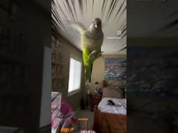 My Birds Danced Because I couldn’t fall asleep!!! #parakeet #parrot #quakerparrot #sunconure