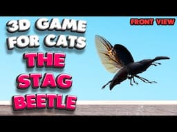 3D game for cats | The Stag Beetle (front view) | 4K, 60 fps, stereo sound