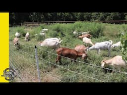 Moving the Premier 1 Electric Net for our Kiko Goats