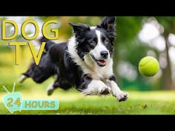 DOG TV: Video Ultimate Relax for Dogs to Watch While You're Away - Music Boredom Prevention for Dogs