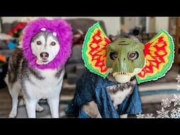 My Dogs Try On Funny Halloween Costumes 🎃 My Dog Freezes!