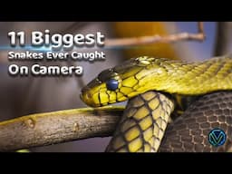 11 Biggest Snakes Ever Caught On Camera