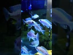 Female പീകോക്ക് സിക്‌ലൈഡ്സ്  | Peacock Cichlids Female