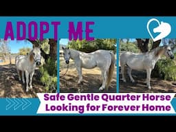 Help this Rescue Horse, Sweet Mr. Frosty, Find His Forever Home!