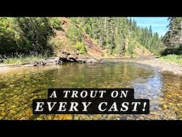 The Prettiest Stream in Idaho is Full of TROUT - All Flies Included!