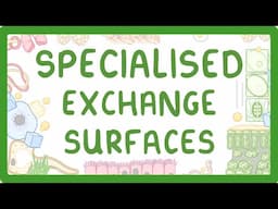 GCSE Biology - Specialised Exchange Surfaces