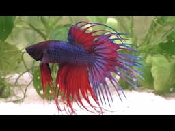 The Betta Fish - A Compassionate Care Guide