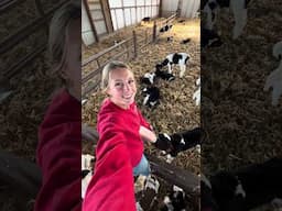 pick up new calves with me!! #farmgirl #farmer #farmlife #cattle #discover