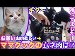 2024ｰ11−03 保護猫たちの「ほっこり猫ライブ」ハッチ＆マック＋黒猫めめ＋がんサバイバーママ Cat live Stream in Japan -Cat Life TV