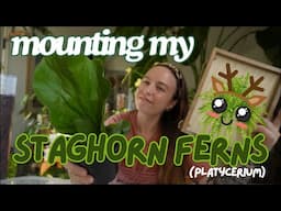 Mounting my Staghorn Ferns (Platycerium) | How to mount Staghorn Ferns!