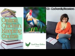 Cockerels, Roosters and Trans Chickens! (Spontaneous sex reversal) - Chicken Keeping Course Part 3