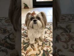 Adorable Dog Brings a Souvenir Inside 🍂🤣 #shorts #shihtzu