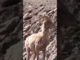 Cute Bighorn Sheep, 🐏Yellowstone #short #shorts #shortvideo #shortsvideo #viralvideo #viralshorts