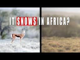 I moved my ENTIRE LIFE to photograph African Wildlife in SNOW