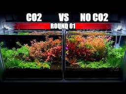 Is It Worth To Add CO2 To Your Planted Tank? | 1st Round of CO2 Vs No CO2 Planted Aquarium