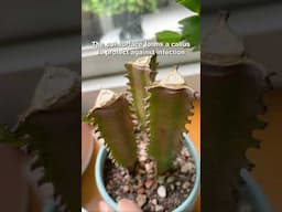 What happens when you cut off the tip of your cactus #cactus #cacti #propagation