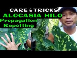 ALOCASIA HILO / ARMY PLANT PROPAGATION TRICKS & TIPS