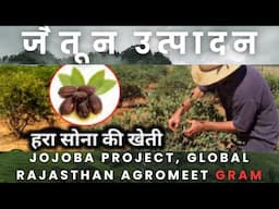 olive production, jojoba project, global Rajasthan agro-meet GRAM