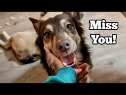 This Puppy Misses His Family! (We all do!)