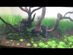 Low tech planted Tank (no co2) | Adding a filter