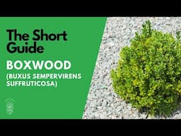 The Short Guide to the Boxwood (Buxus Sempervirens)